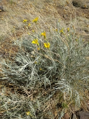 Senecio flaccidus flaccidus