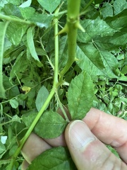 Phragmidium rosae-multiflorae