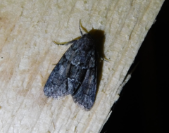 Cryphia fraudatricula