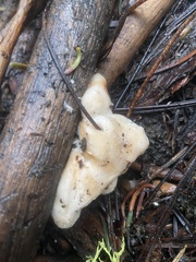 Spongiporus leucospongia