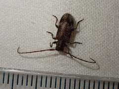 Exocentrus adspersus