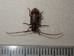 Exocentrus adspersus