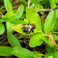 Andrena vicina