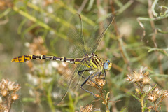 Dromogomphus spoliatus