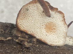 Spongiporus leucospongia