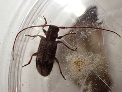 Exocentrus adspersus