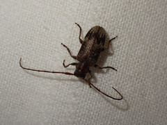 Exocentrus adspersus