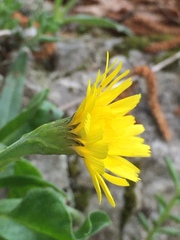 Leontodon tenuiflorus