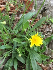 Leontodon tenuiflorus