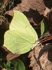 Gonepteryx rhamni