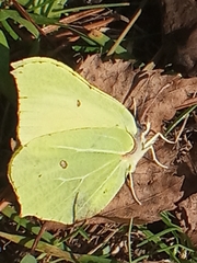 Gonepteryx rhamni