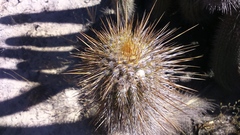 Weberbauerocereus weberbaueri