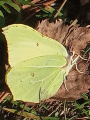 Gonepteryx rhamni