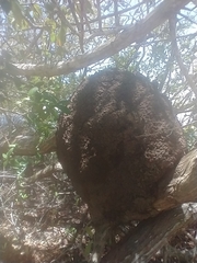 Nasutitermes corniger