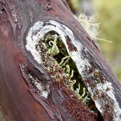 Arctostaphylos columbiana