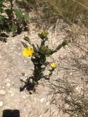 Grindelia adenodonta