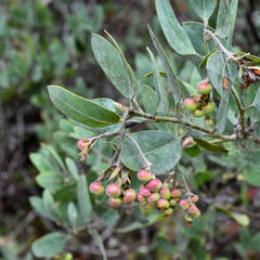 Arctostaphylos columbiana