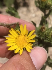 Grindelia adenodonta