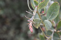 Arctostaphylos columbiana
