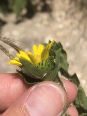 Grindelia adenodonta
