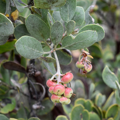 Arctostaphylos columbiana