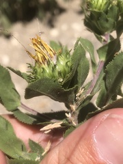 Grindelia adenodonta