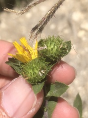Grindelia adenodonta