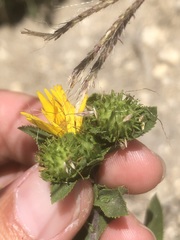 Grindelia adenodonta