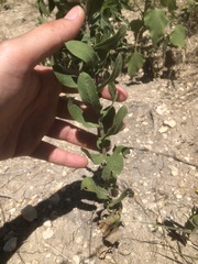 Grindelia adenodonta
