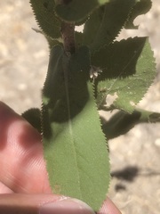 Grindelia adenodonta