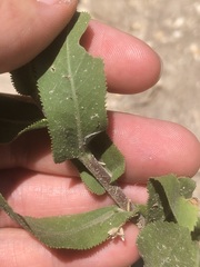 Grindelia adenodonta