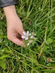 Geranium rivulare