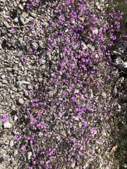 Malcolmia maritima