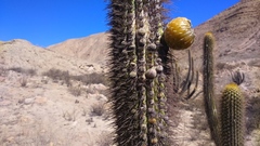 Weberbauerocereus weberbaueri