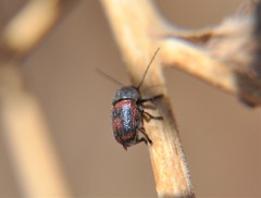 Cryptocephalus basalis