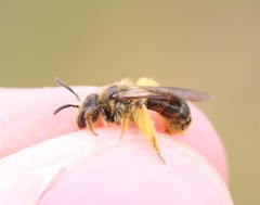 Andrena fulvago