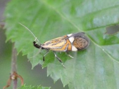 Alabonia staintoniella