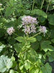 Valeriana pyrenaica