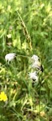 Eriophorum latifolium
