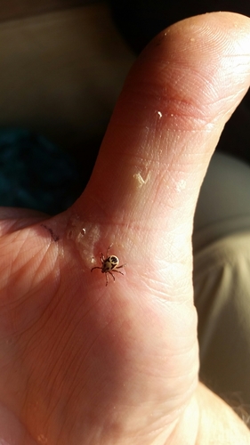 Zebra Tick photo 3