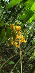 Chamaedorea pinnatifrons