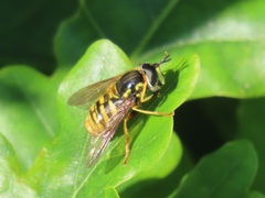 Chrysotoxum cautum