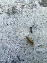 Camponotus decipiens