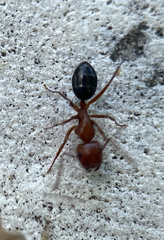 Camponotus decipiens