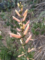 Lamourouxia rhinanthifolia