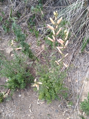 Lamourouxia rhinanthifolia