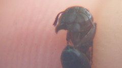Camponotus caryae