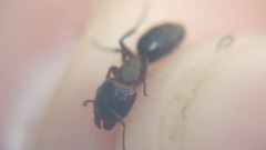 Camponotus caryae