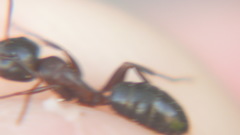 Camponotus caryae