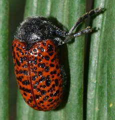 Lachnaia variolosa